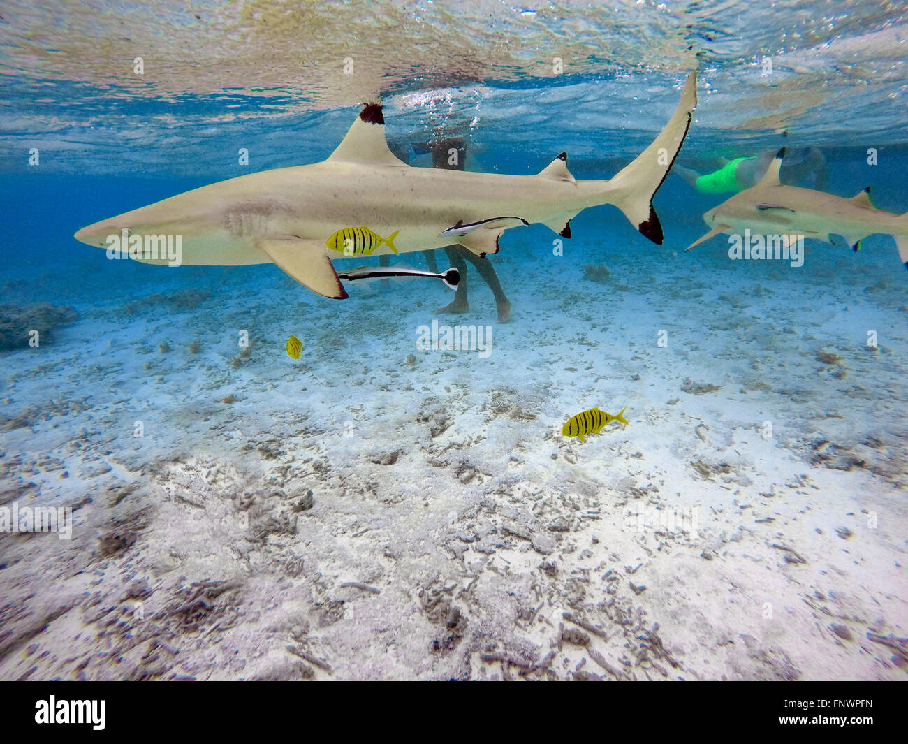 Moo-Touristen einen Schnorchel Ausflug zum schwarzen Spitzen Haie und Rochen im seichten Wasser der Lagune Bora Bora anzeigen Stockfoto