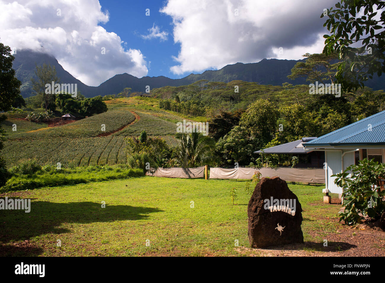 Eine Ananas-Farm auf der Insel Moorea, mit Berge in der Ferne erheben. Französisch-Polynesien, Gesellschaftsinseln, Süd Pazifi Stockfoto