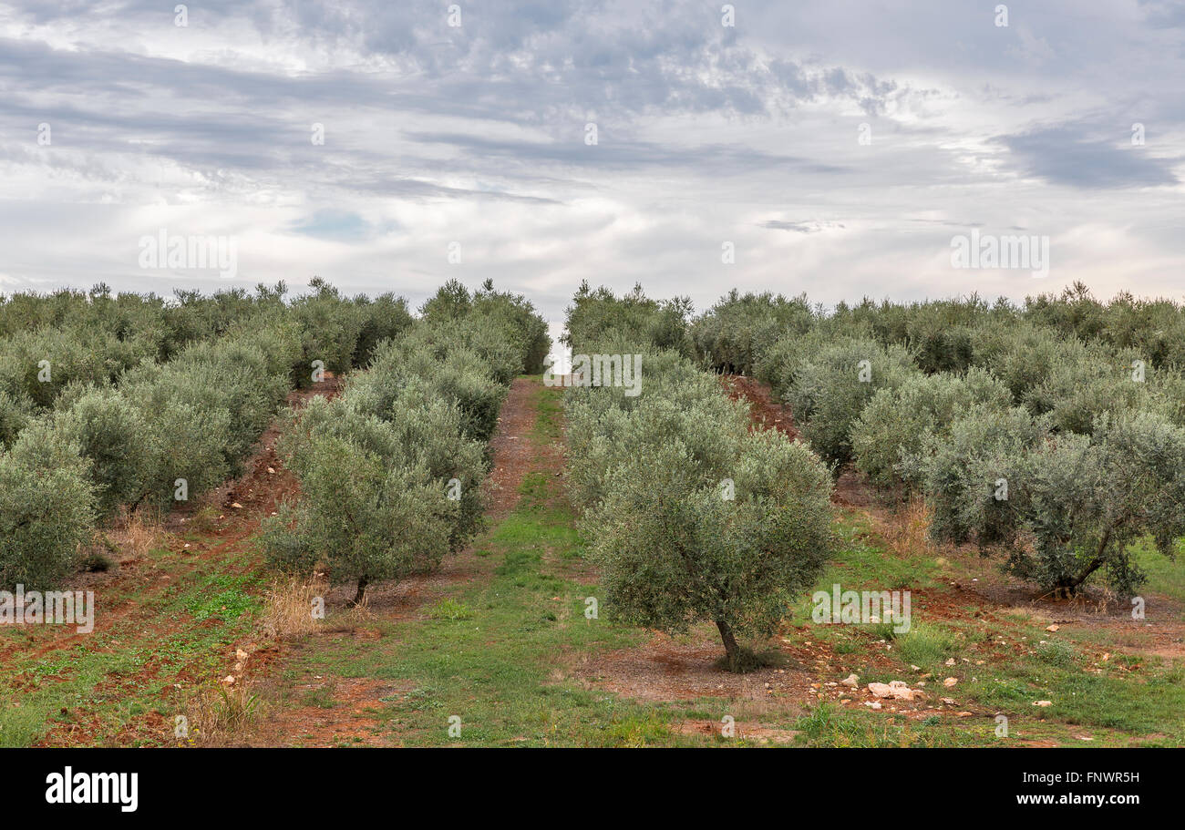 Weg durch die Reihen der Olivenbaum Feld in Istrien, Kroatien Stockfoto