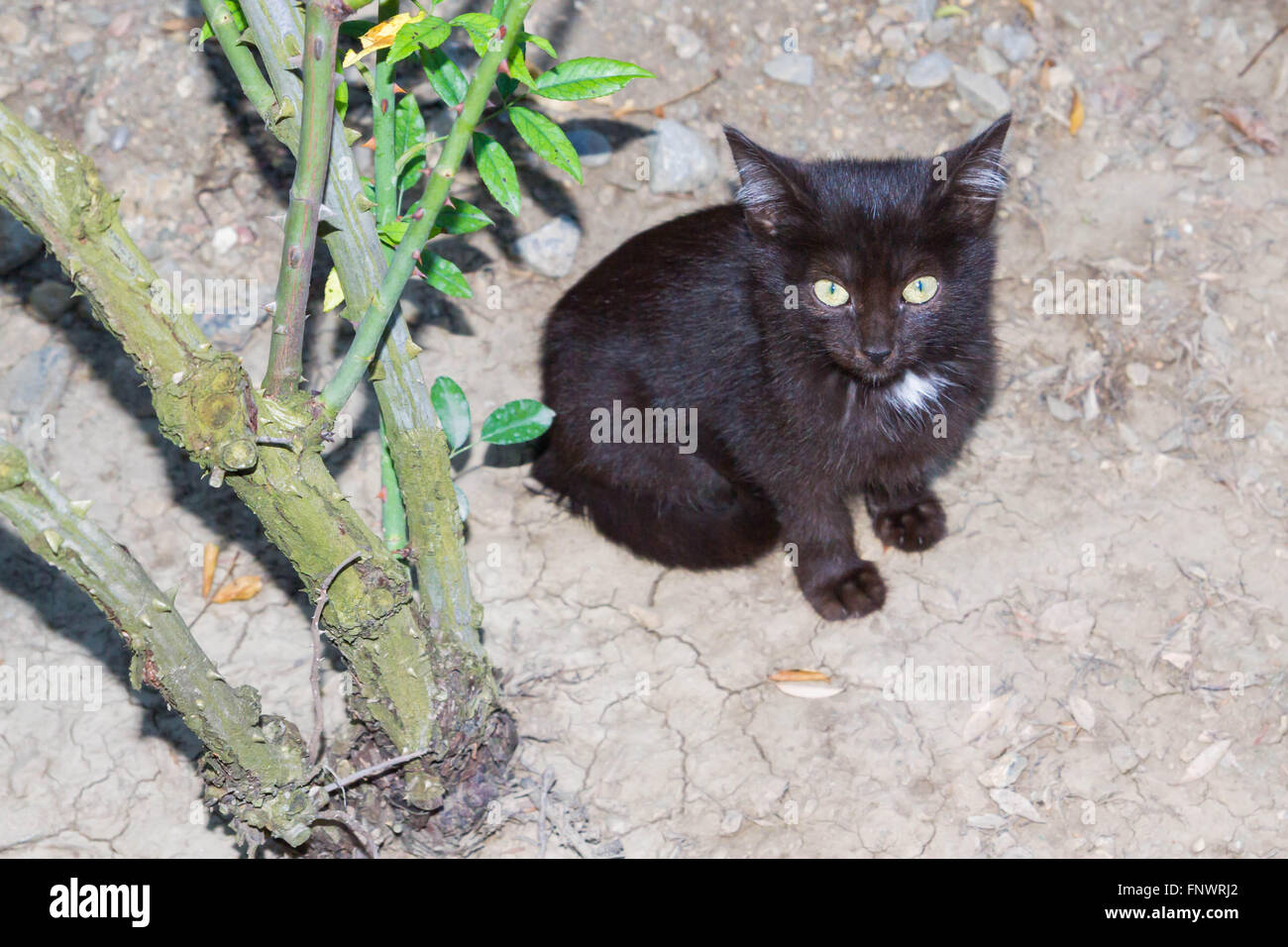 Schwarzes Kätzchen mit weißen speck Stockfoto