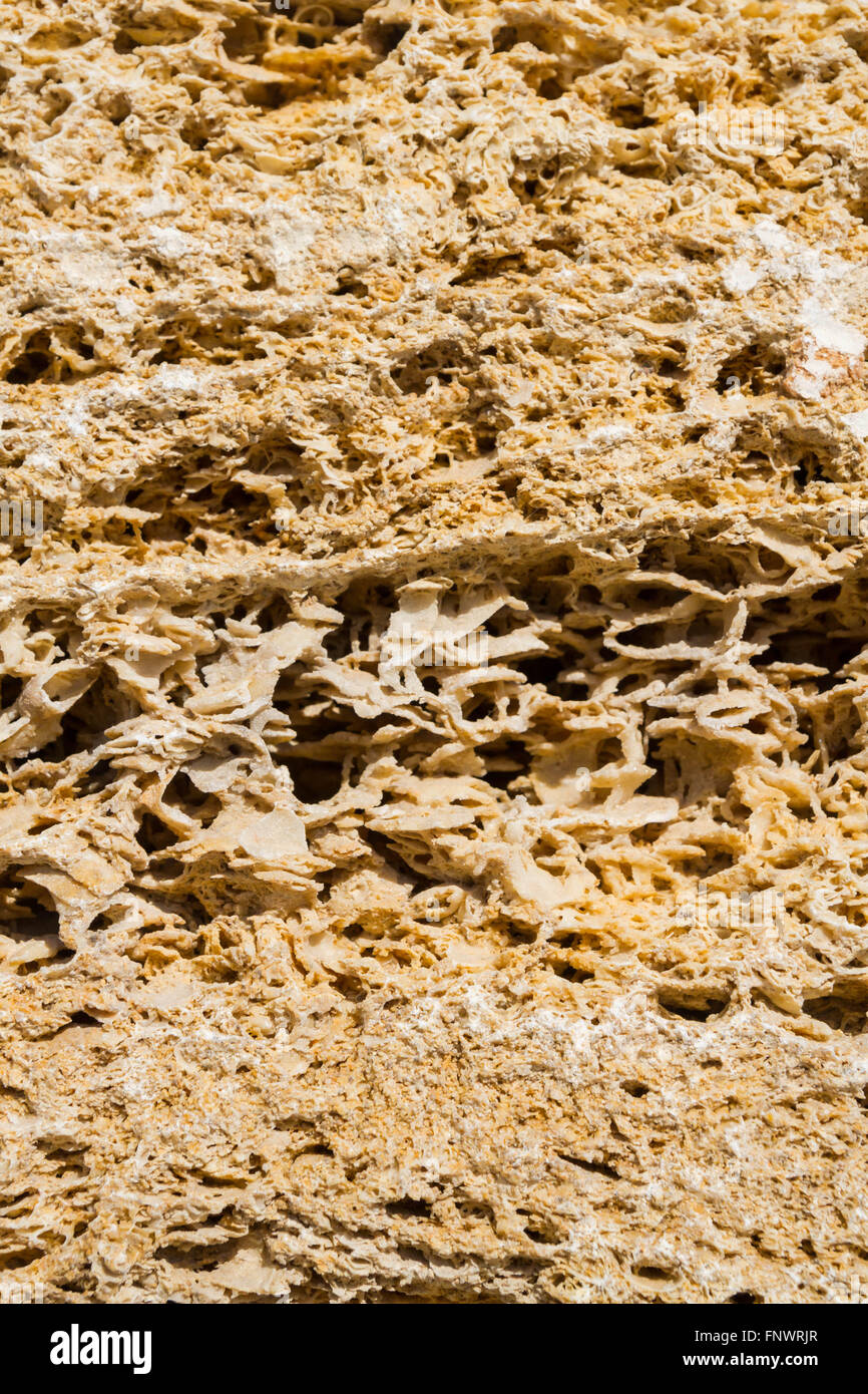 Natürliches Material für den Bau von coquina Stockfoto