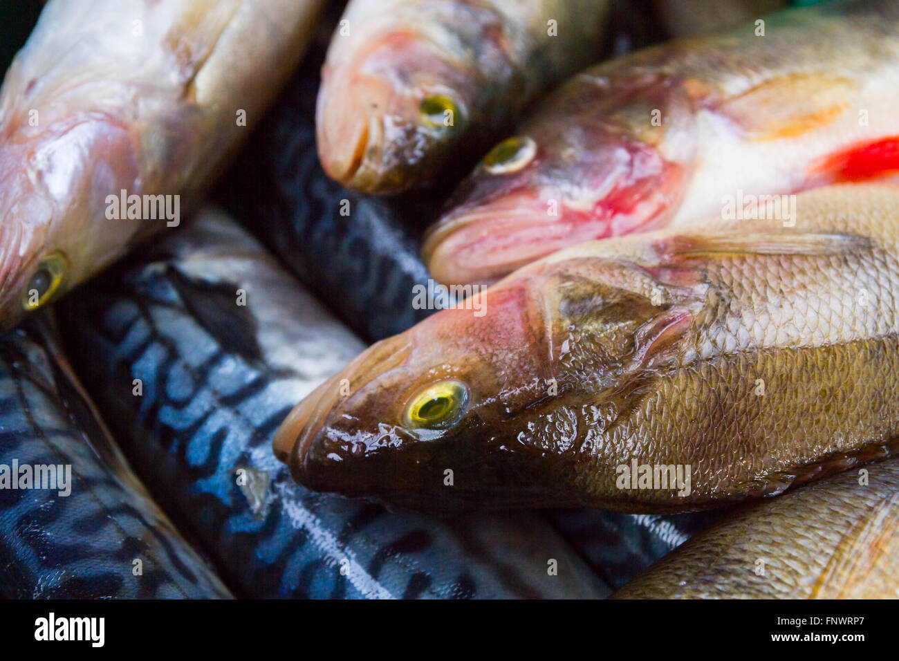 Frischen rohen Fisch vor dem Kochen in einer Räucherkammer Stockfoto