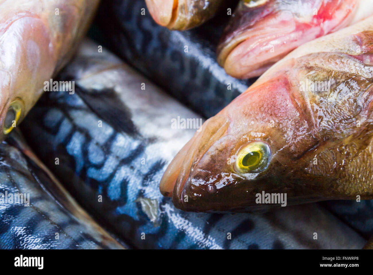 Frischen rohen Fisch vor dem Kochen in einer Räucherkammer Stockfoto