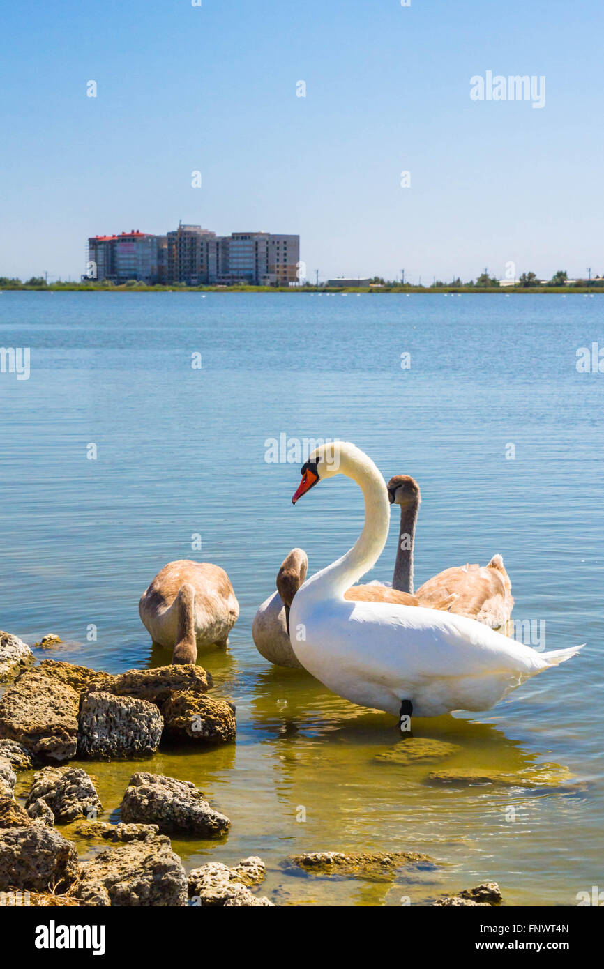 Weiße Schwäne und andere Vögel auf dem Teich Stockfoto Weiße Schwäne und andere Vögel auf dem Teich Stockfoto