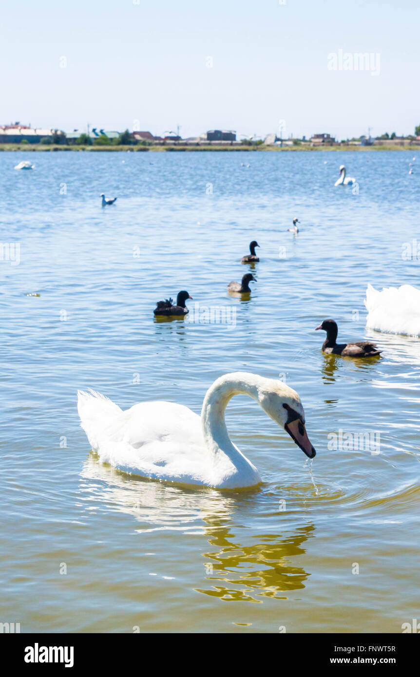 Weiße Schwäne und andere Vögel auf dem Teich Stockfoto Weiße Schwäne und andere Vögel auf dem Teich Stockfoto