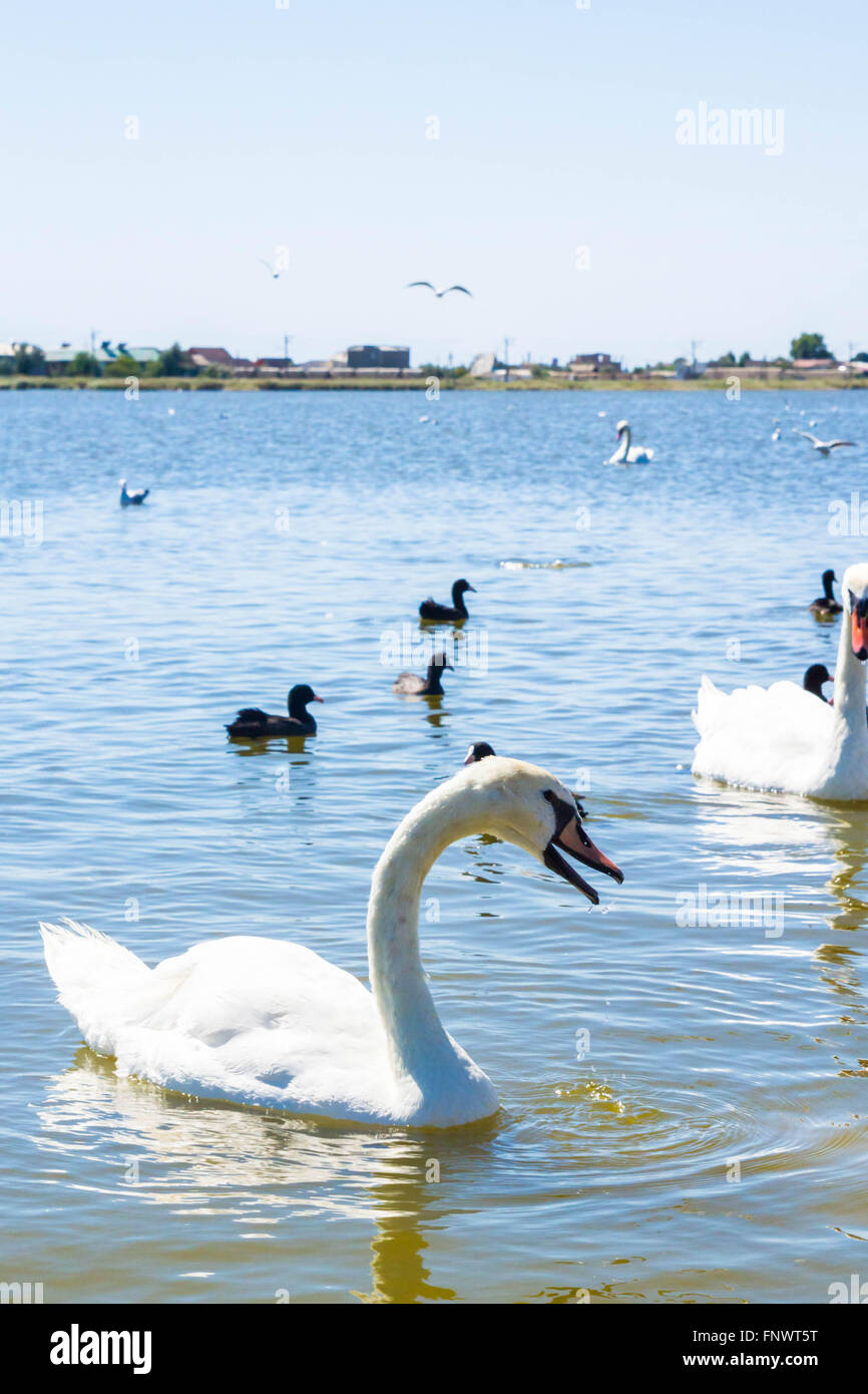 Weiße Schwäne und andere Vögel auf dem Teich Stockfoto Weiße Schwäne und andere Vögel auf dem Teich Stockfoto