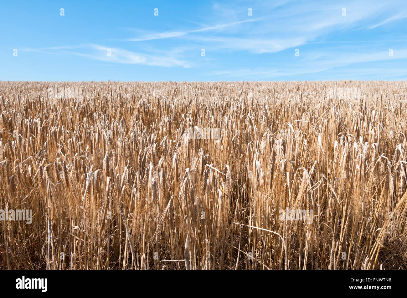 Weizen wächst an einem sonnigen Tag in einem Feld auf der South Downs in Sussex, England, UK Stockfoto
