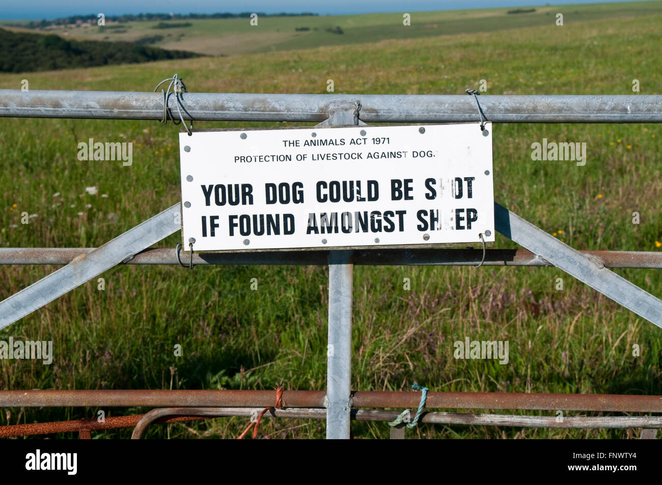 Hinweis Achtung Hundebesitzer, die ihre Tiere wenn geschossen werden konnte Runde unter Schaf auf den Sussex Downs in der Nähe von Eastbourne Stockfoto