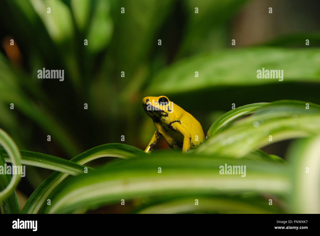 Gelber Frosch. Stockfoto