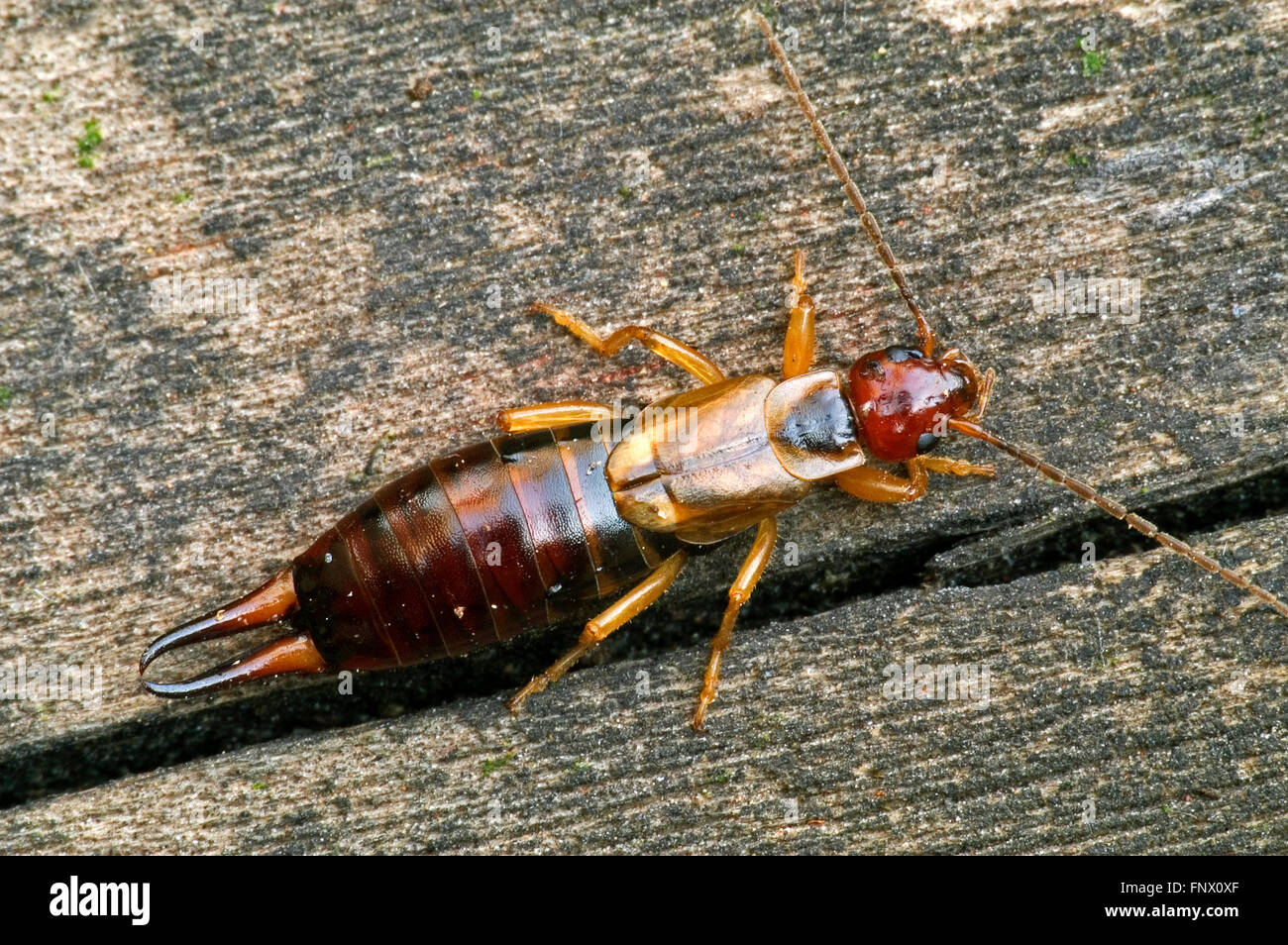 Gemeinsamen Ohrwurm / Europäische Ohrwurm (Forficula Auricularia) weiblich Stockfoto