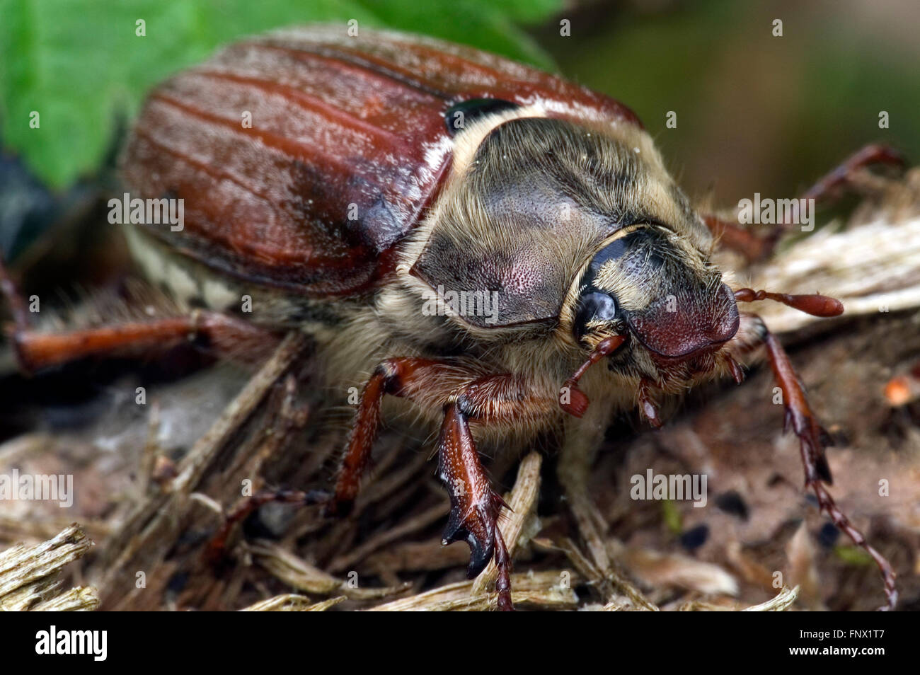 Gemeinsamen Maikäfer / bug / Doodlebug (Melolontha Melolontha) Nahaufnahme Portrait kann Stockfoto