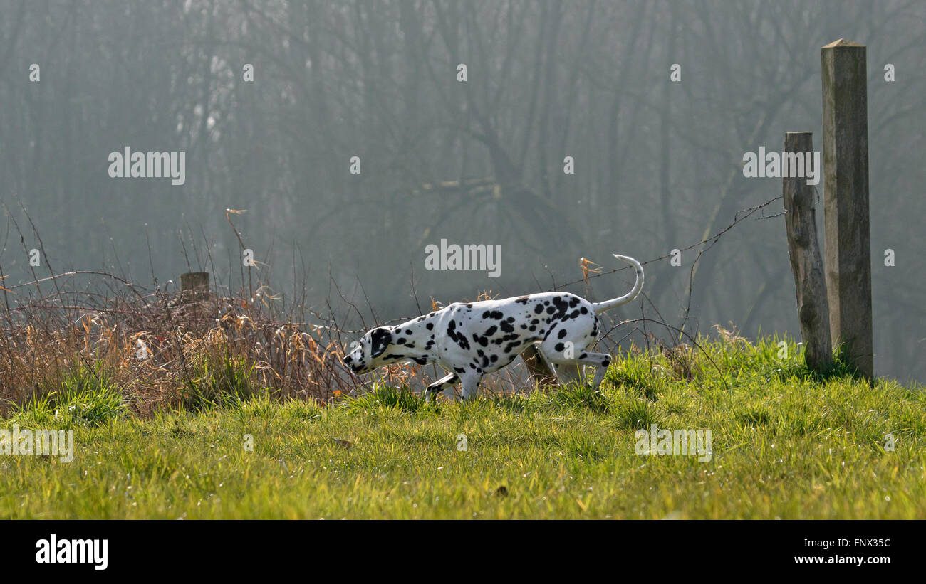 Dalmatiner / Beförderung Hund / Coach Hund schnüffeln auf Wiese entdeckt Stockfoto