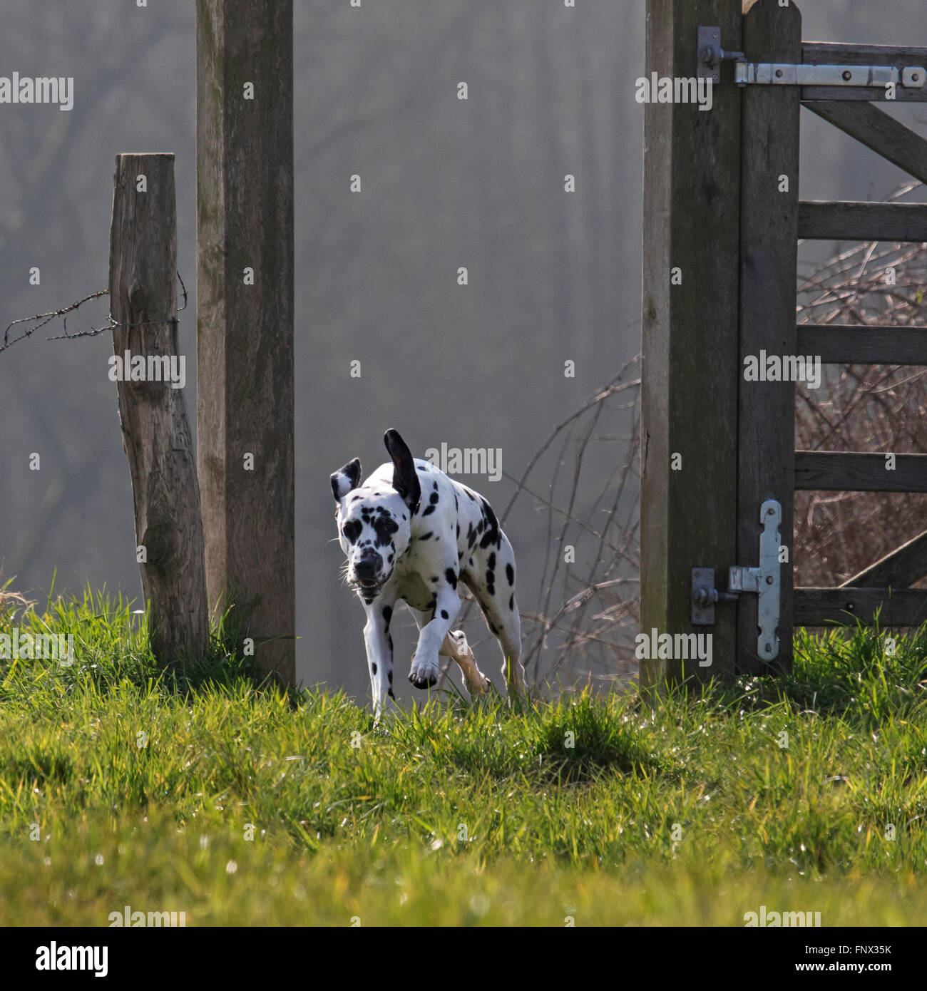 Dalmatiner / Beförderung Hund / Coach Hund läuft durch Holztor im Feld entdeckt Stockfoto