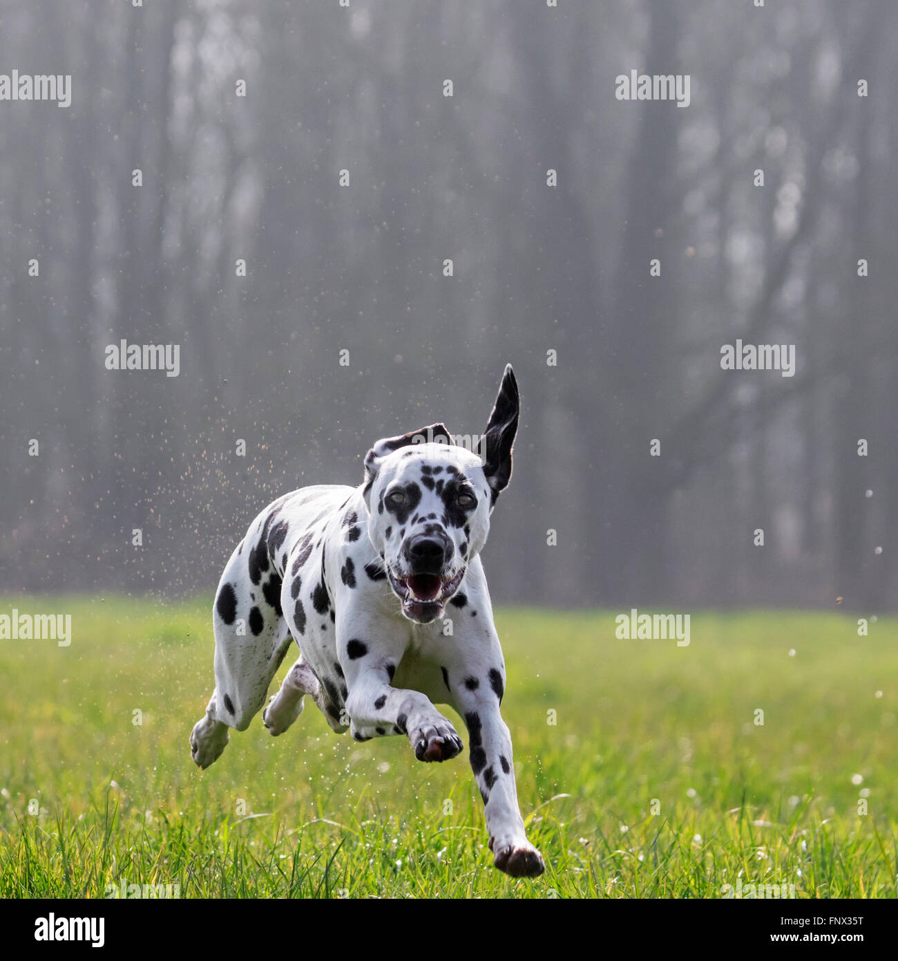 Dalmatiner / Beförderung Hund / Coach Hund läuft durch nassem Rasen im Feld entdeckt Stockfoto