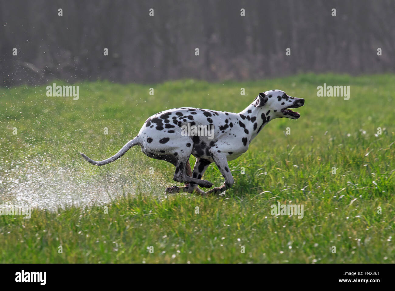 Dalmatiner / Beförderung Hund / Coach Hund läuft durch nassem Rasen im Feld entdeckt Stockfoto