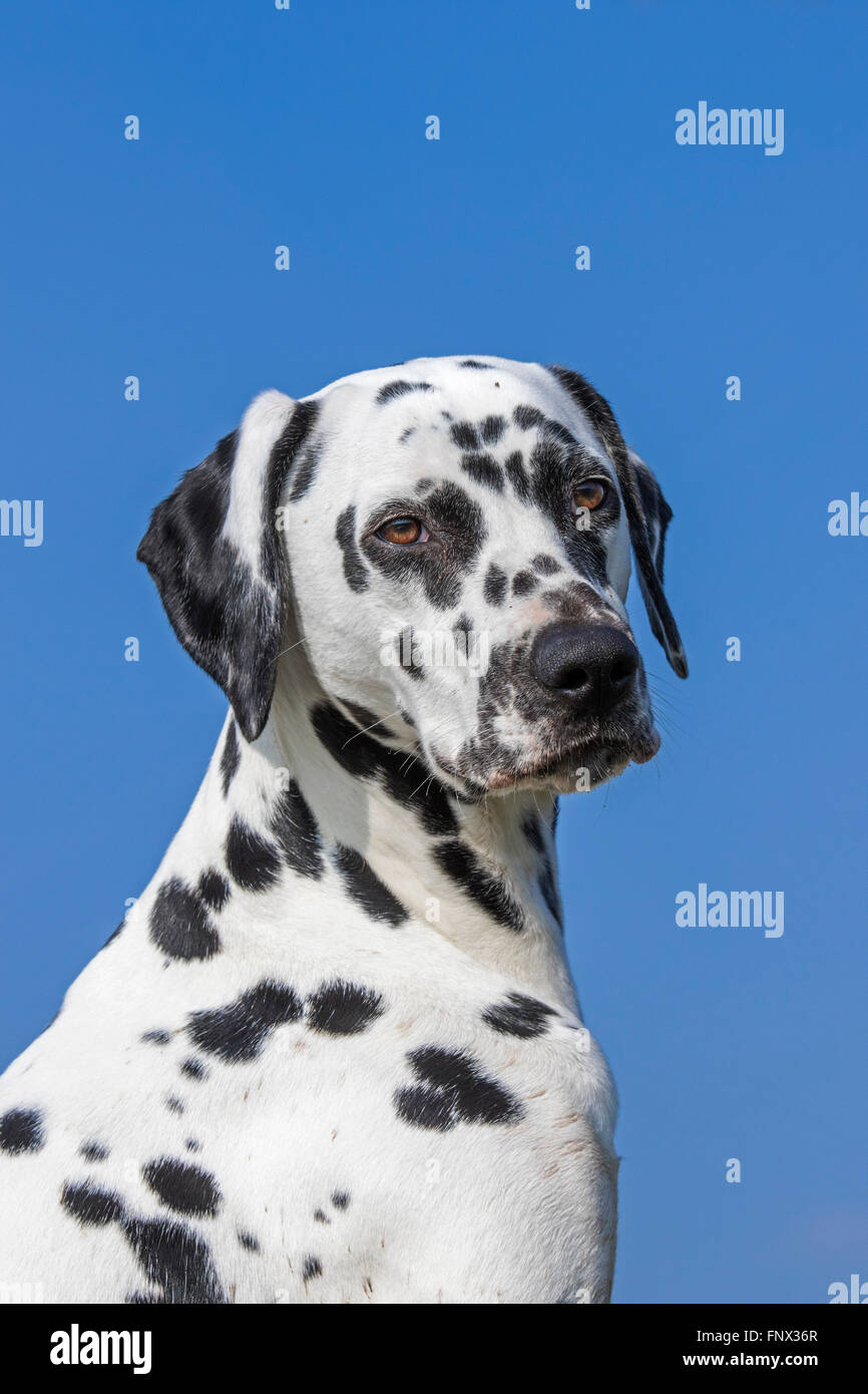 Dalmatiner / Beförderung Hund / Coach Hund nahe Porträt gesichtet Stockfoto