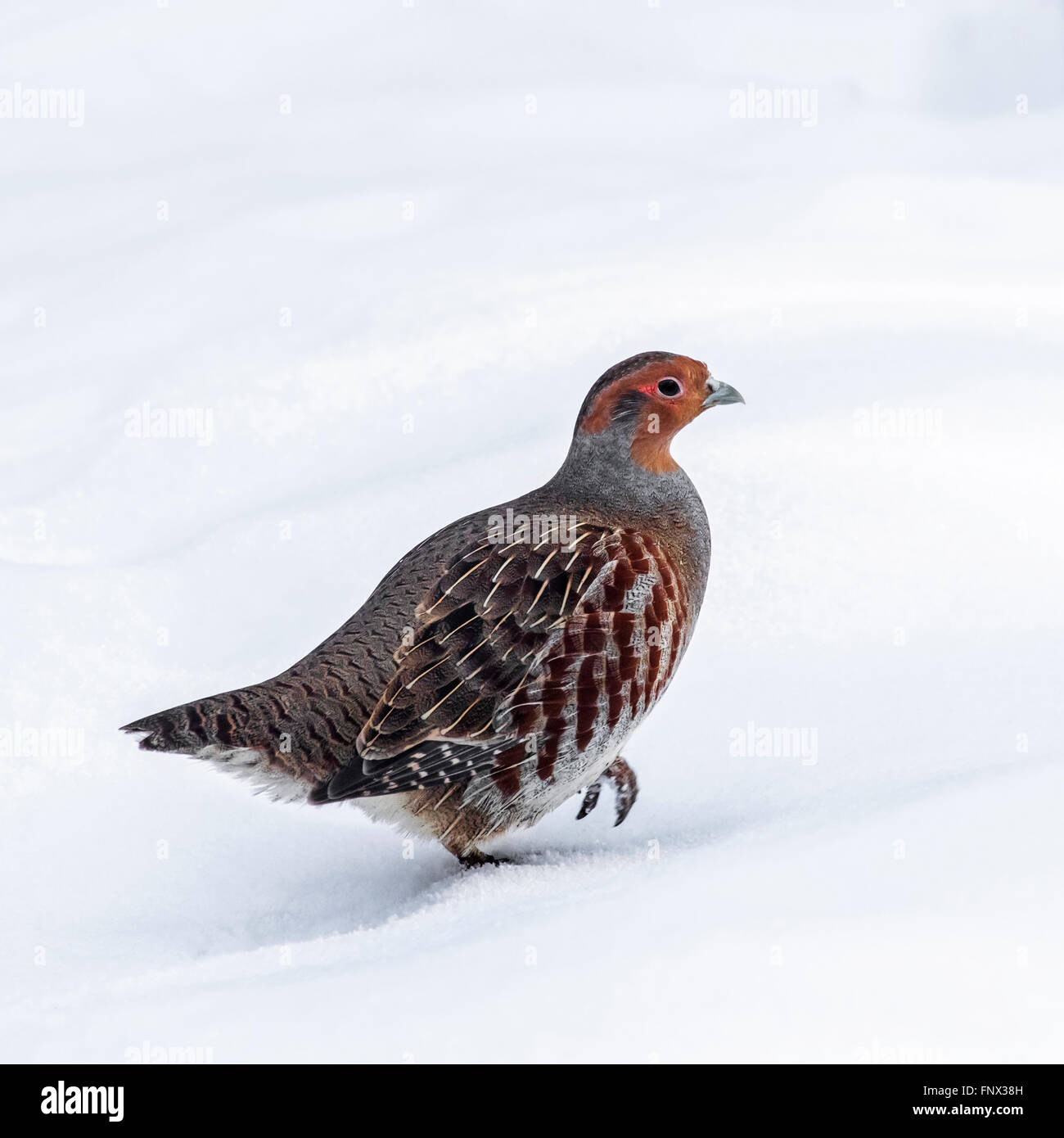 Graues Rebhuhn / englische Rebhuhn (Perdix Perdix) im Schnee im Winter Stockfoto