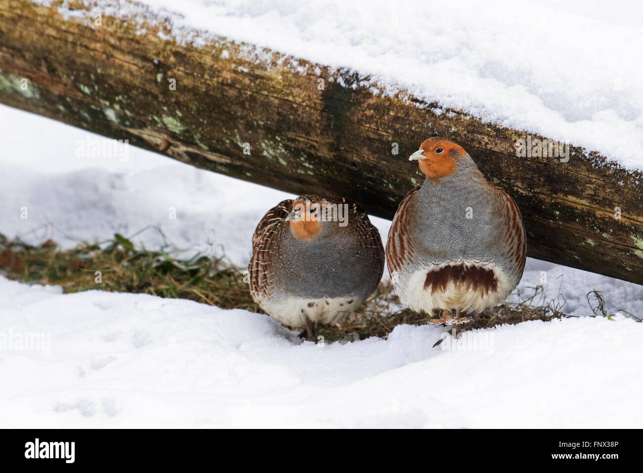 Graue Rebhühner / englische Rebhuhn (Perdix Perdix) Paar sucht Zuflucht unter log im Schnee im Winter Stockfoto