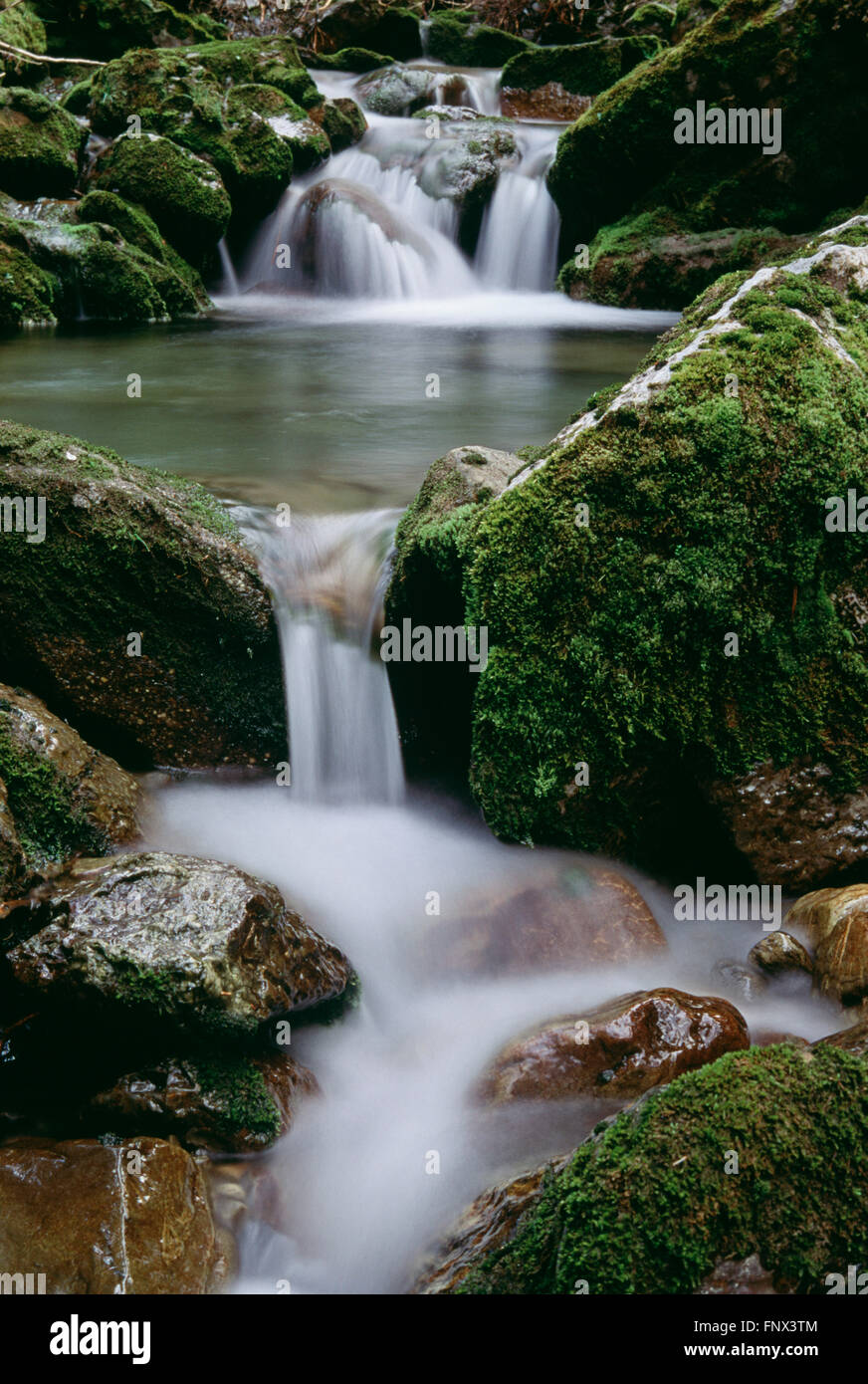 Wasserfall, Olympic Nationalpark, Washington, Vereinigte Staaten von Amerika Stockfoto