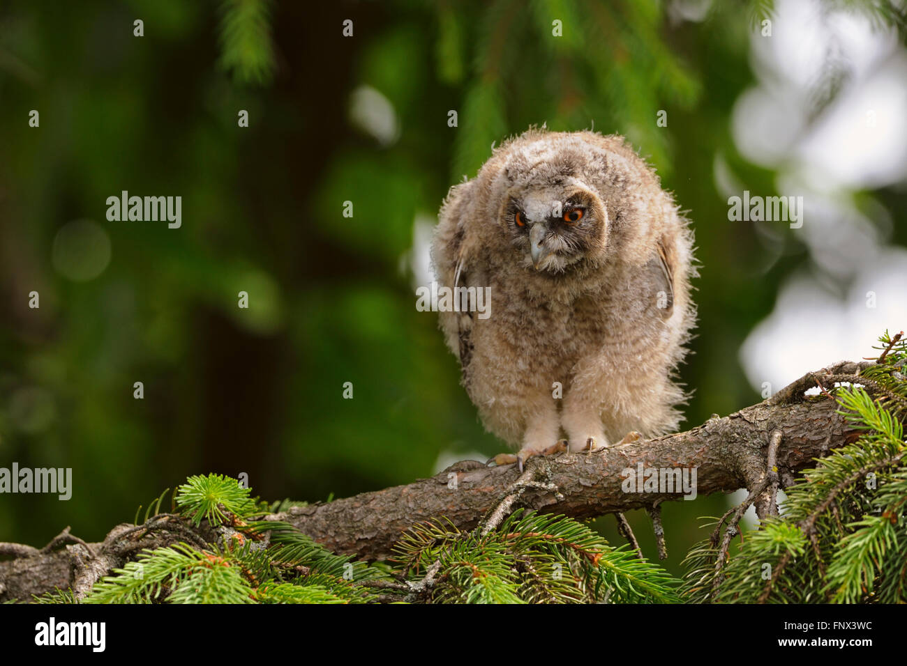 Langohrige Eulen / Waldohreule ( Asio otus ), Jungvögel, auf einem Nadelbaum, sieht wütend aus, lustige Aussicht, Tierwelt, Europa. Stockfoto