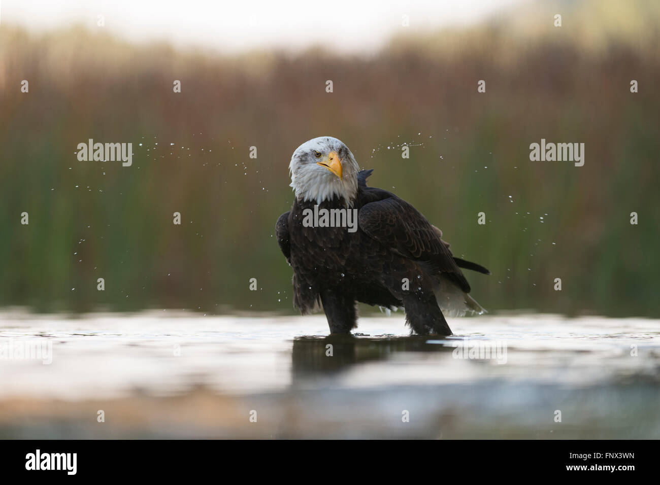 Weißkopfadler / amerikanischer Adler ( Haliaeetus leucocephalus ), erwachsen, steht im flachen Wasser, schüttelt den Kopf, Tierwelt, Europa. Stockfoto
