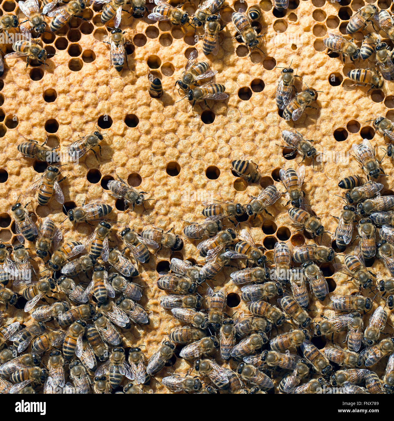 Bienen im Bienenstock Stockfoto