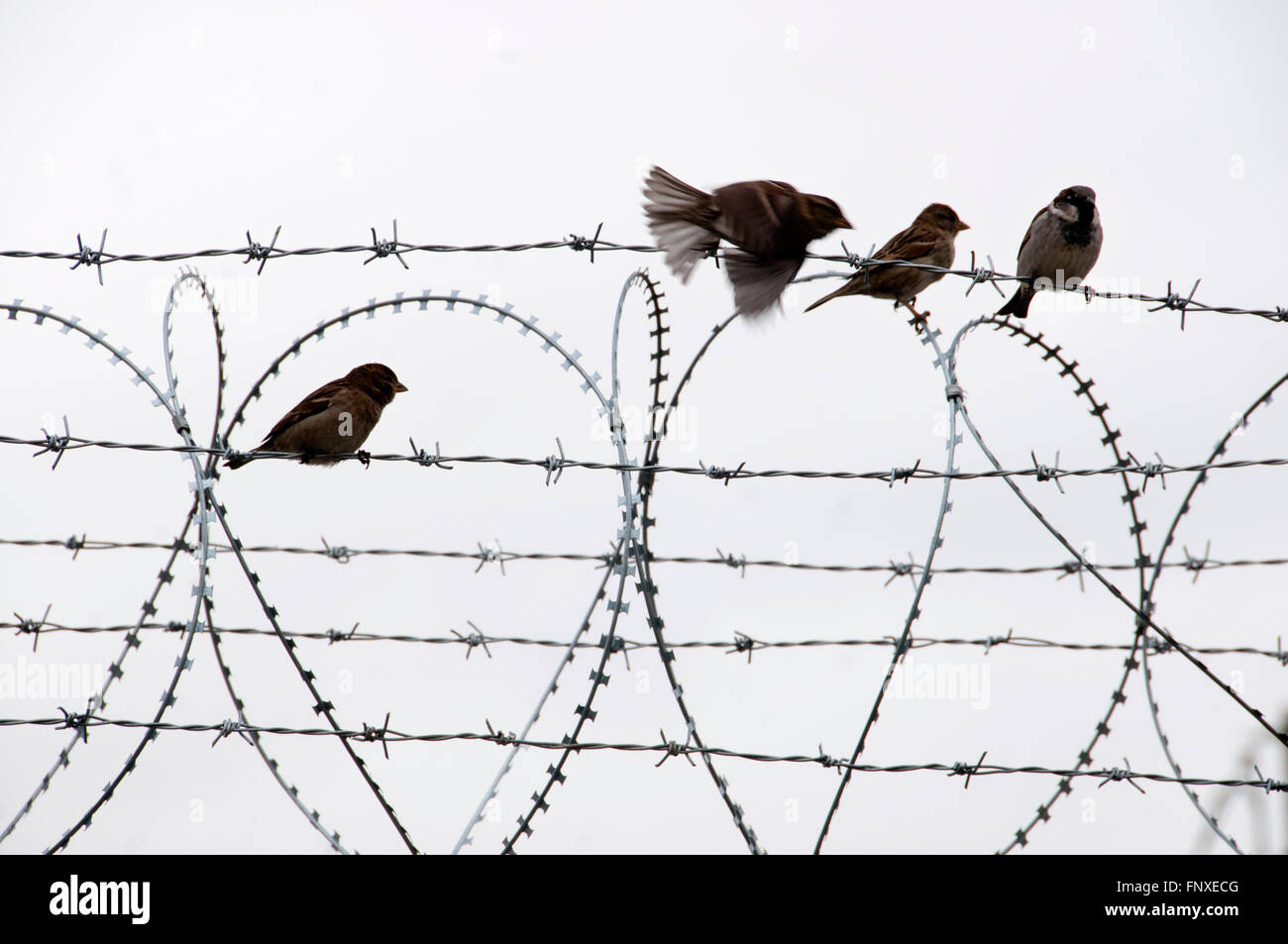 Griechenland / Mazedonien Grenze. Idomeni. Flüchtlingslager. Vögel auf dem Stacheldraht. Stockfoto