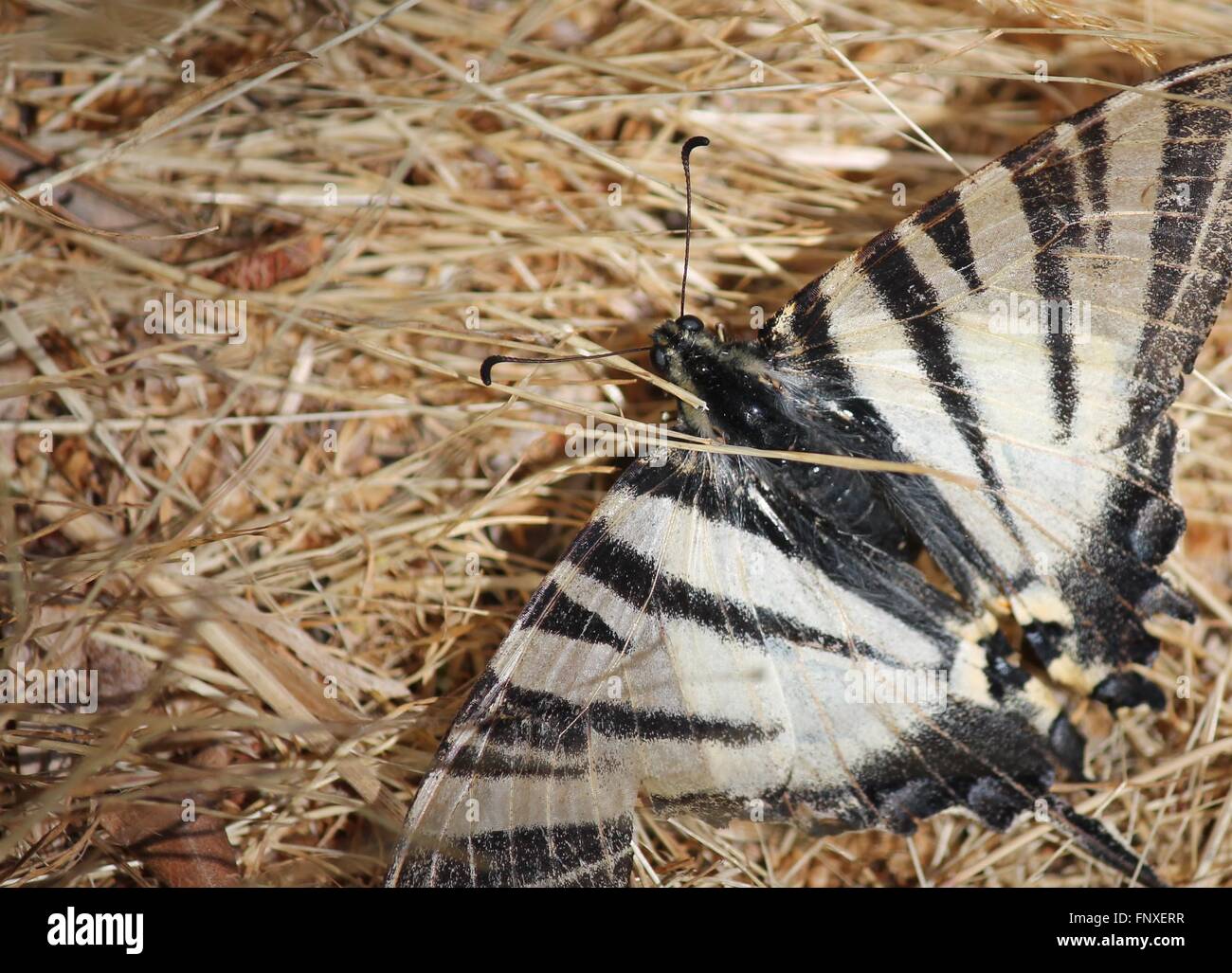 Zebra Schwalbenschwanz Schmetterling auf Stroh Background Copy space schwarz weiß gestreifte protographium Marcellus Stockfoto