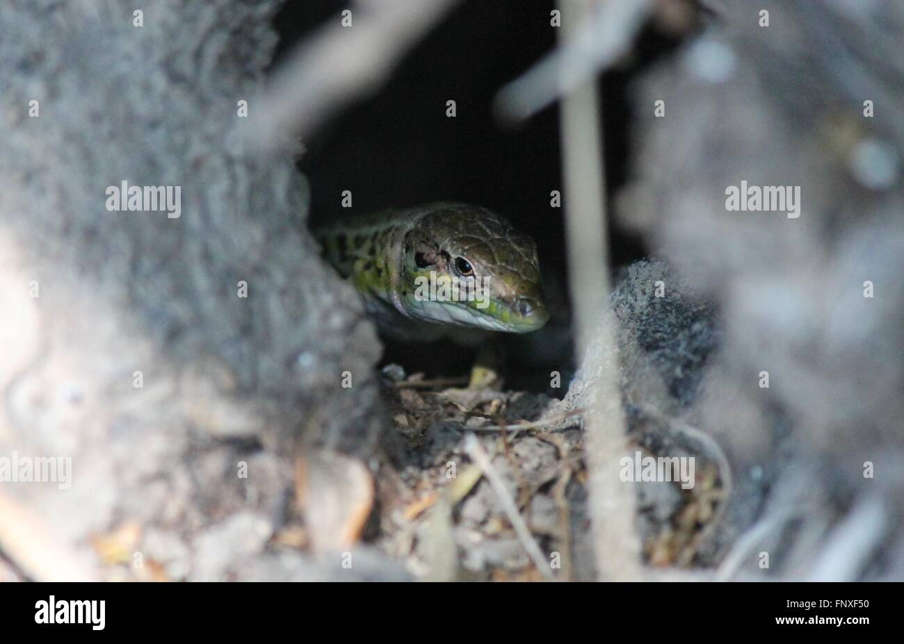 Eidechse Eidechsen Balkan wand Eidechse podarcis tauricus ionicus Reptilien Reptilien allgemeine Ansicht geschützt Griechenland Balkan Skala Stockfoto