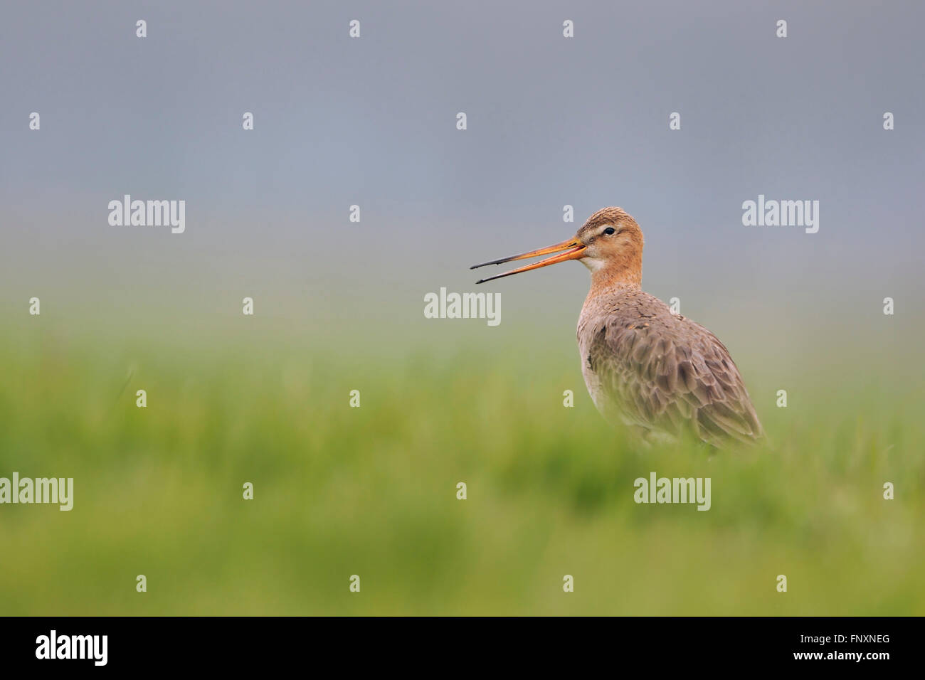 Schwarz angebundene Uferschnepfe (Limosa Limosa) in Zucht Kleid, Durchführung von Balz auf eine umfangreiche Wiese, geringe Blickwinkel. Stockfoto