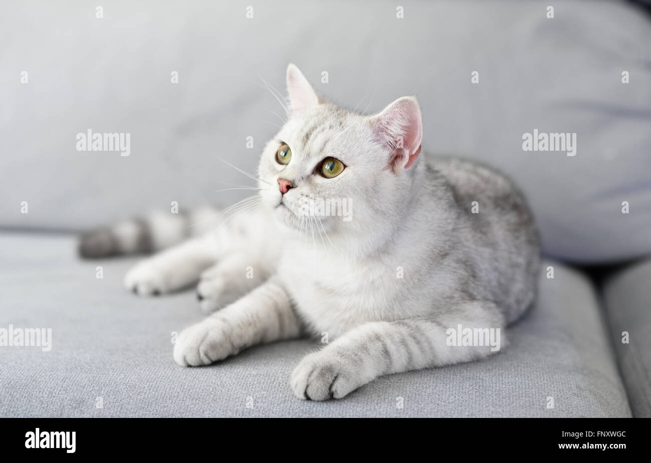 Schöne Katze mit grau-weiße Haare auf Sofa. Stockfoto