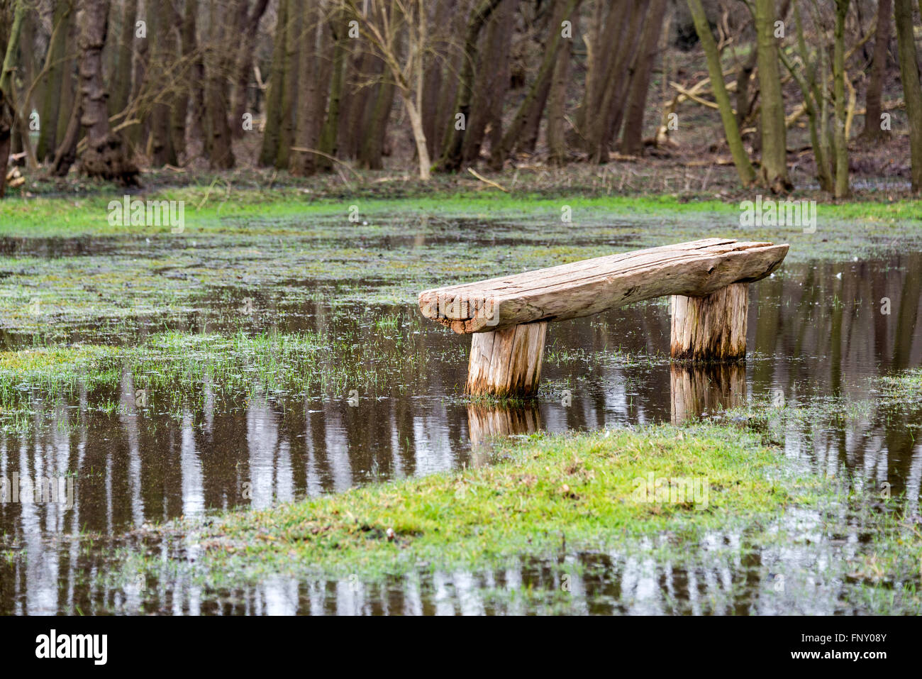 Bank im Naturgebiet von hölzernen Baum in wasserüberfluteten Naturpark in Holland gemacht Stockfoto