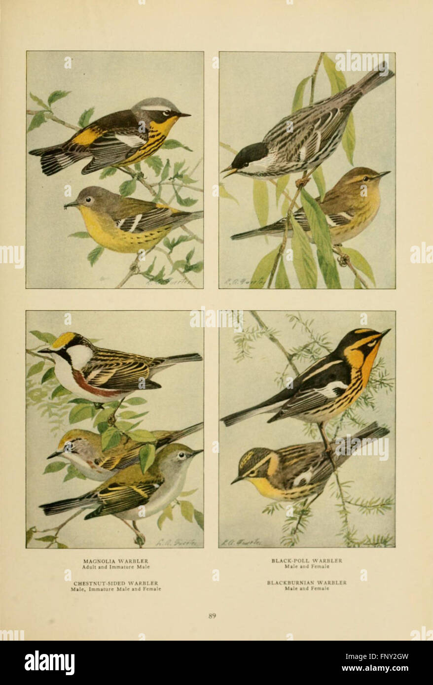 Auf Seite 89 des „Buches der Vögel“ finden Sie detaillierte Abbildungen und Beschreibungen verschiedener Vogelarten, die sich auf ihre Eigenschaften, ihr Verhalten und ihre Lebensräume konzentrieren. Stockfoto