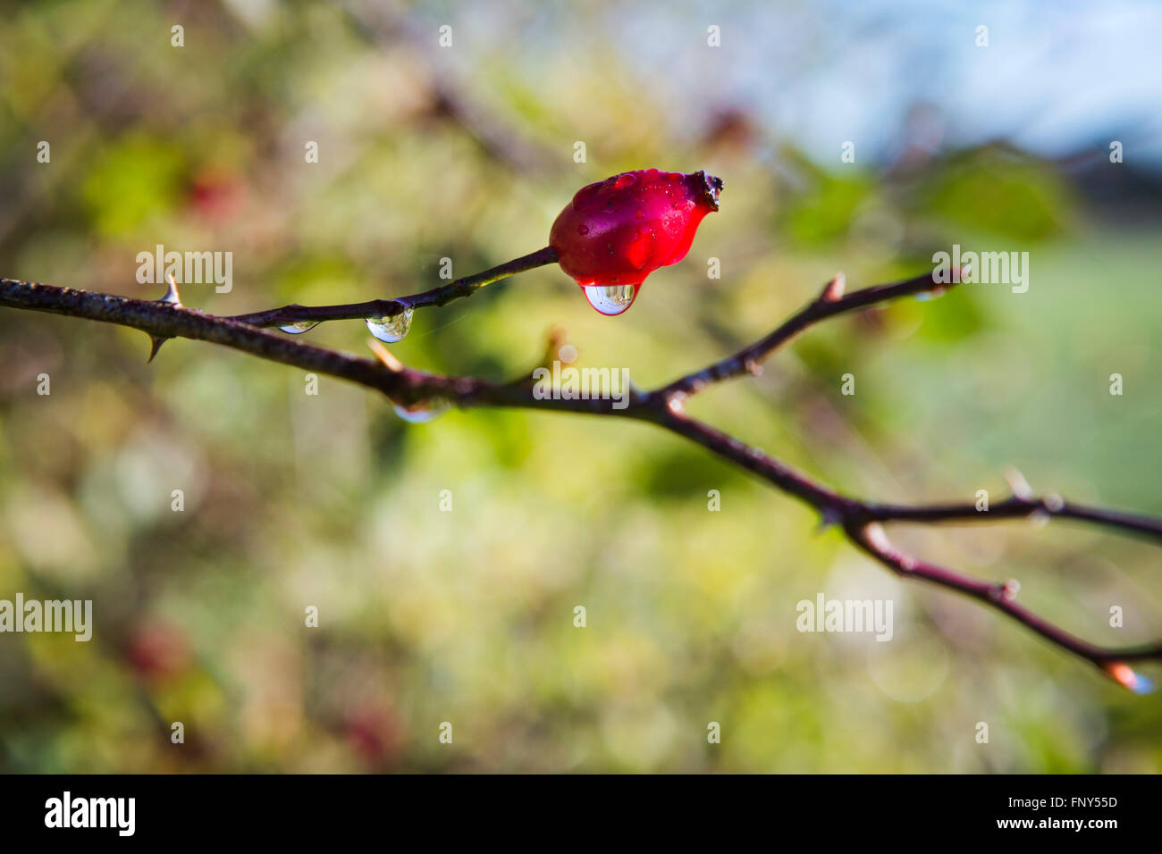 Eine einzelne rote Beere einer Hagebutten-Anlage in einer Hecke in der Herbstsonne. Stockfoto
