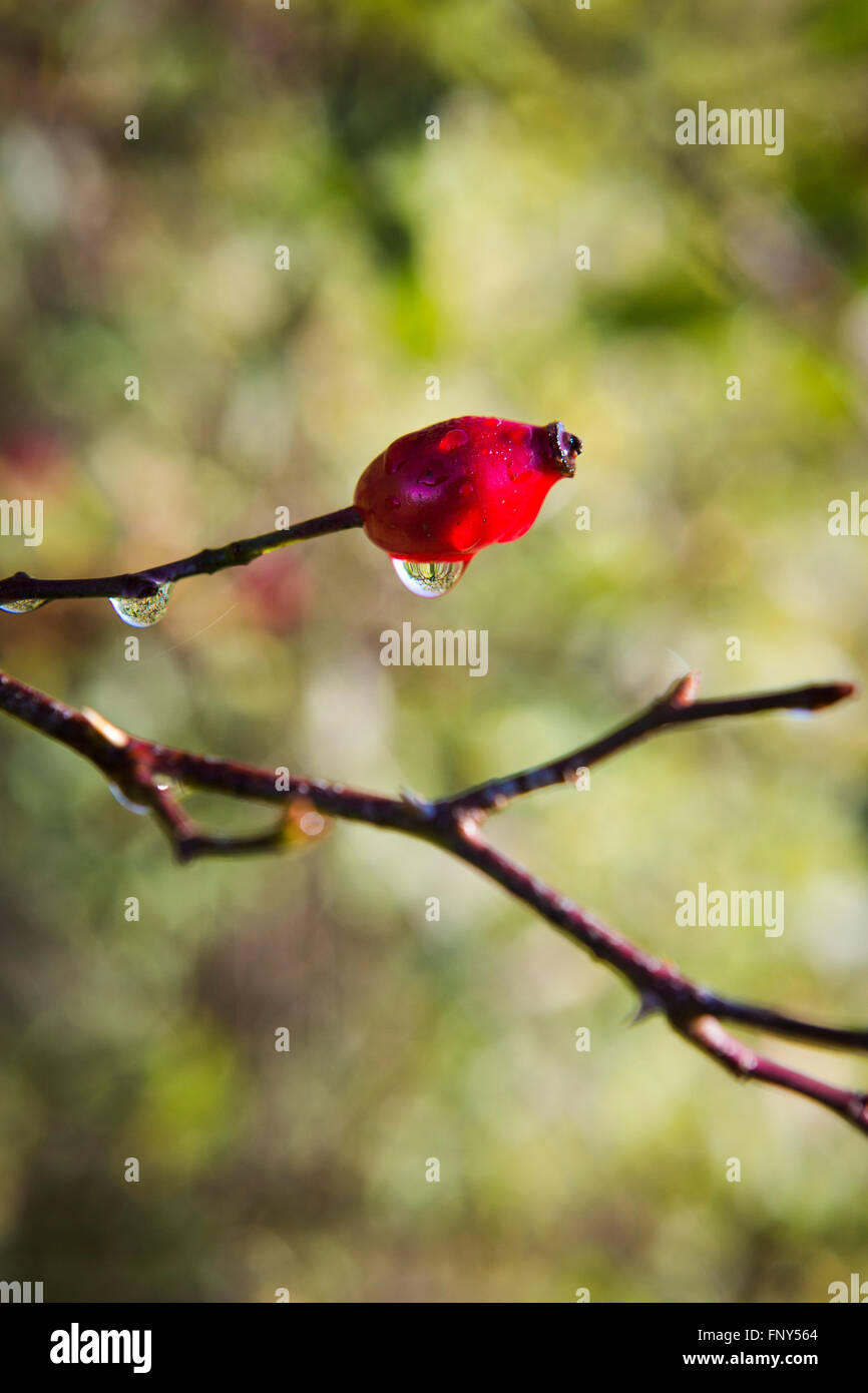 Eine einzelne rote Beere einer Hagebutten-Anlage in einer Hecke in der Herbstsonne. Stockfoto