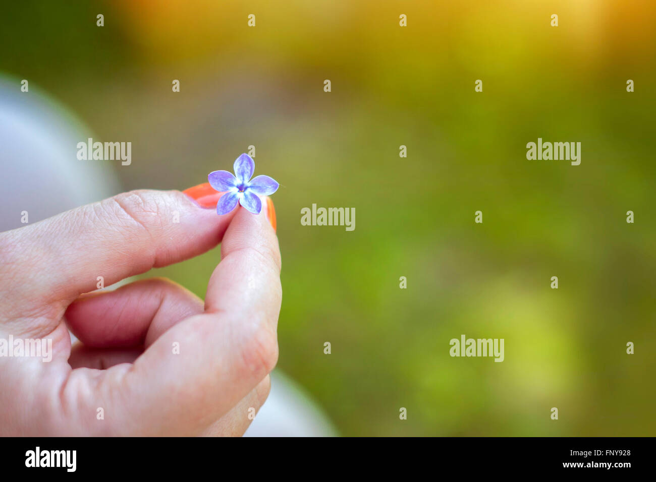 Lila Blume - fünf Blätter im estnischen Open-Air Museum, Vabaohumuuseumi Kivikulv, Rocca al Mare, Tallinn, Estland Stockfoto