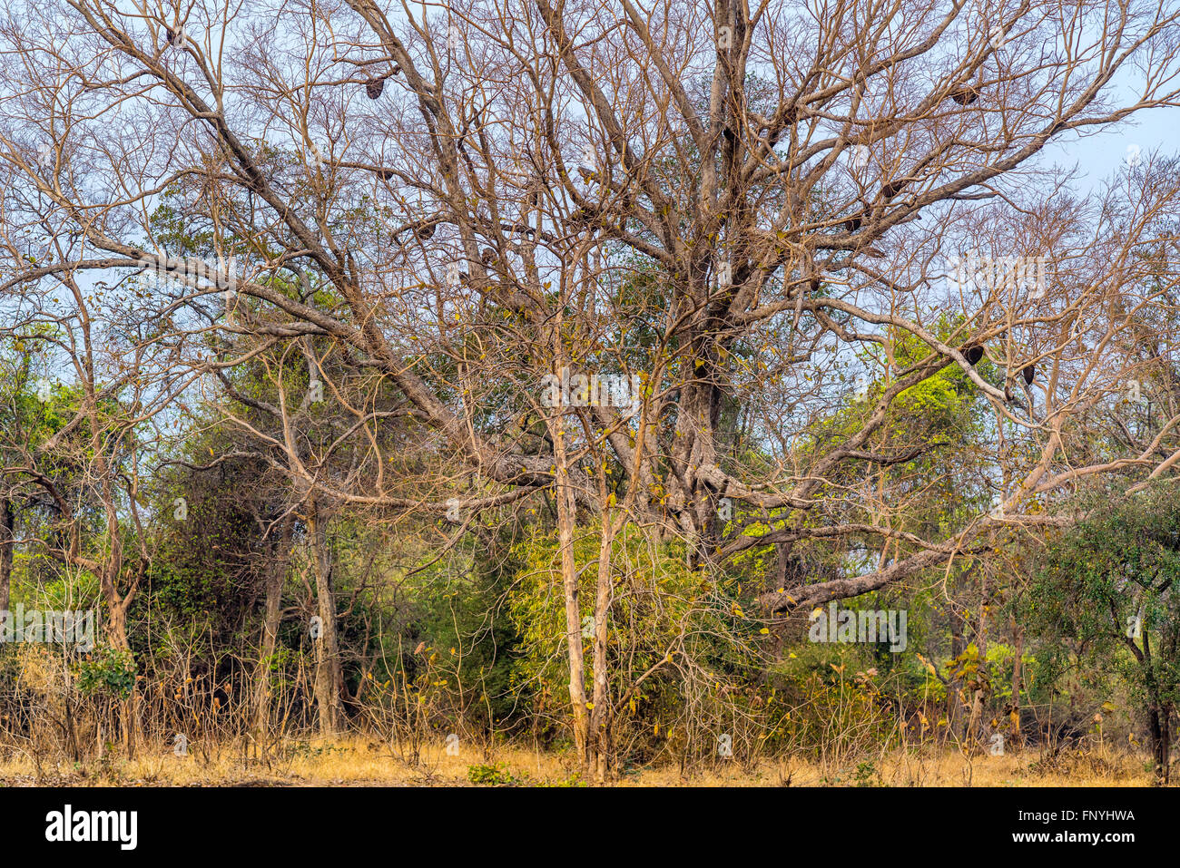 Asiatischen Honigbiene Kolonien (Apis Cerana) hängt an einem Baum an der Tadoba Forest, Indien. Stockfoto