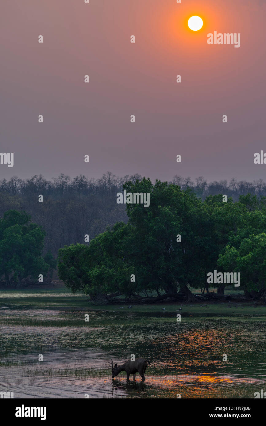 Sambar Deer gegen Sonnenuntergang Blick auf Tadoba Wald, Indien. Stockfoto