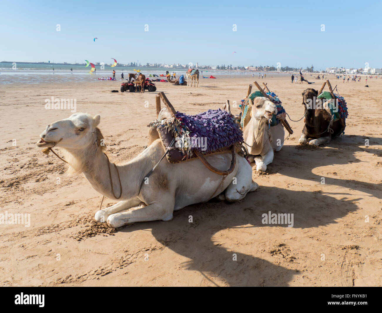 Marokko Essaouira Strand Camel trek Stockfoto