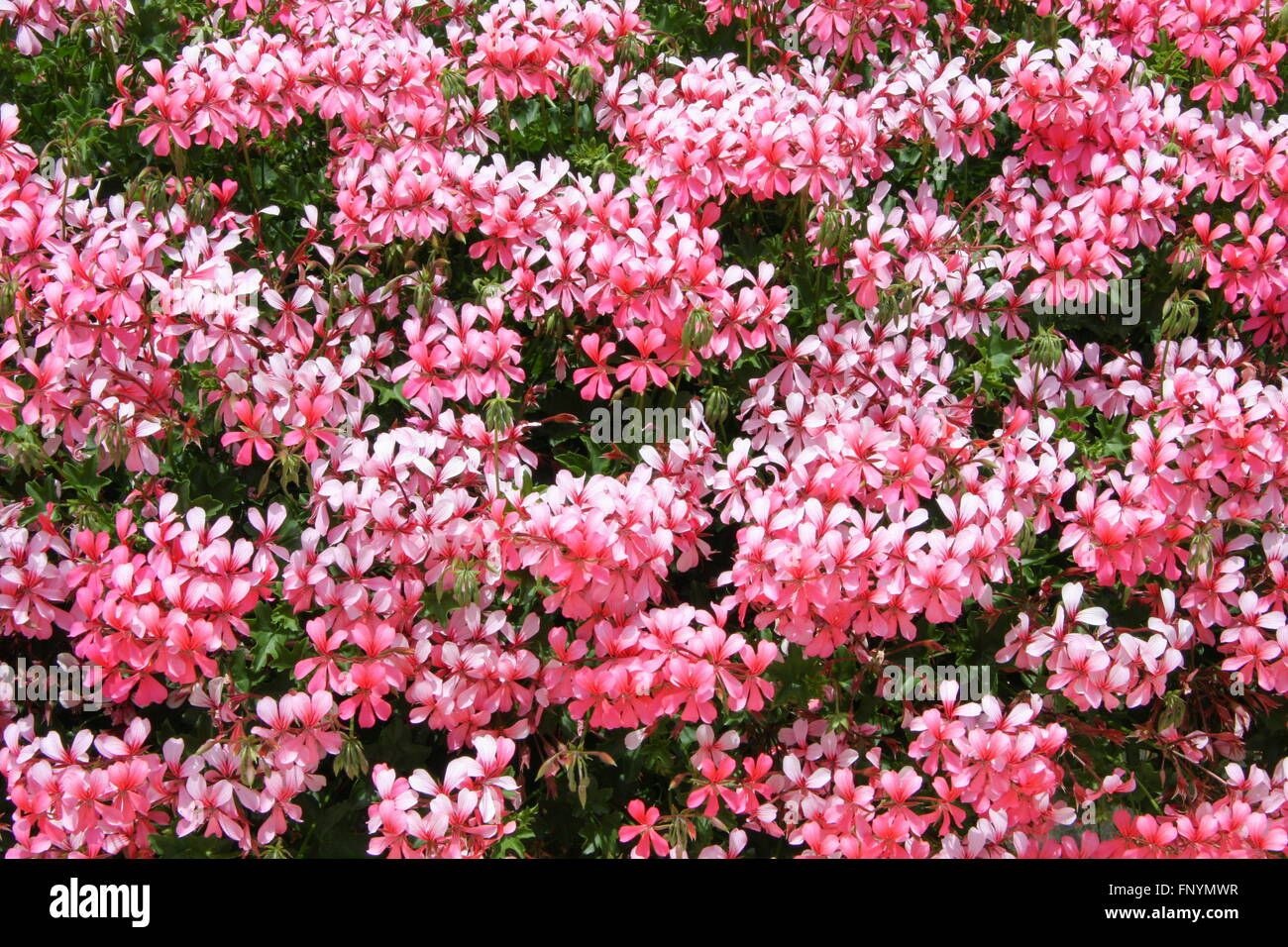 Rosa und weiß blühenden Strauch Stockfoto