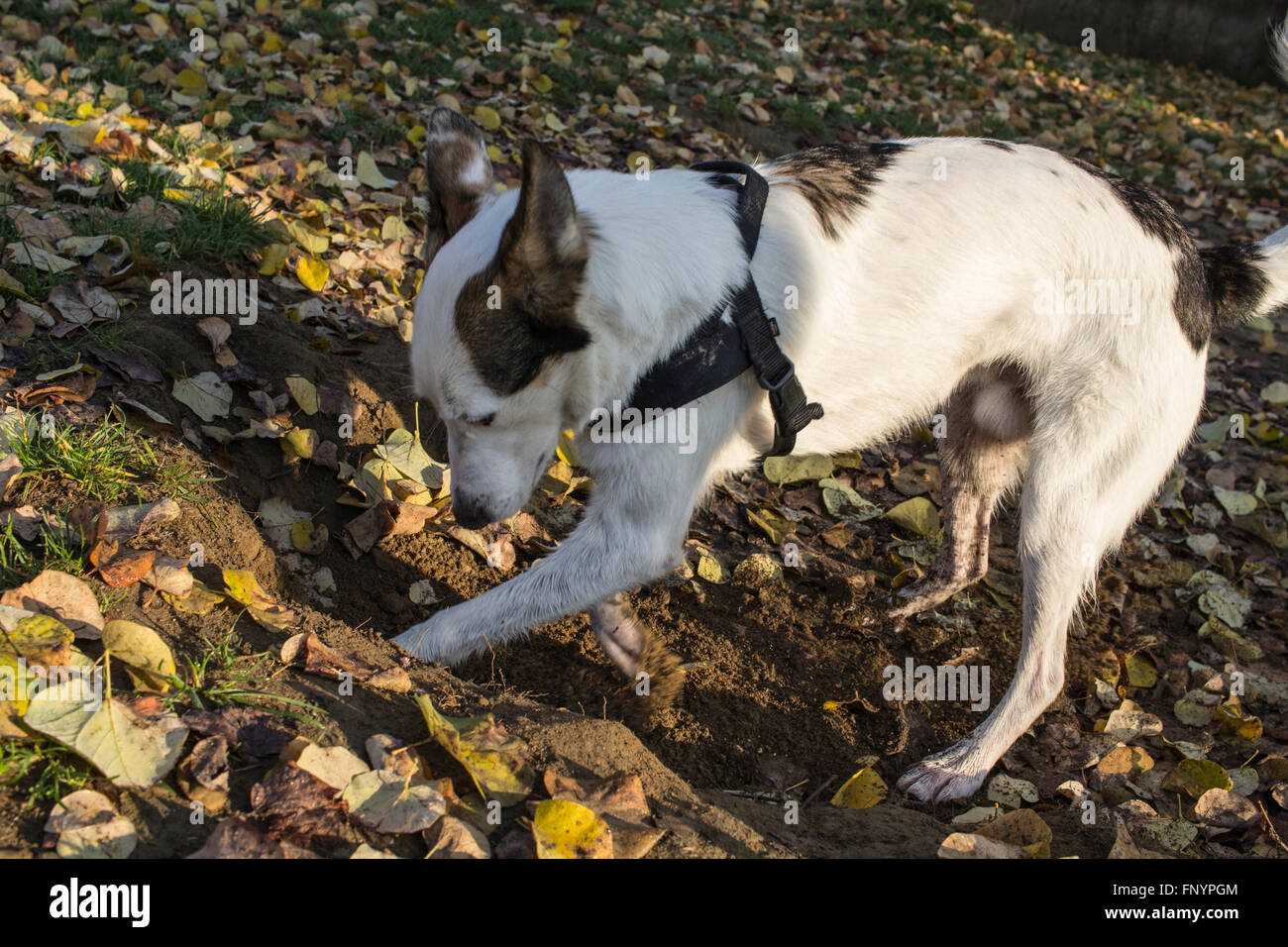 Schöner Hund Graben im Park. Italien, 2015. Stockfoto