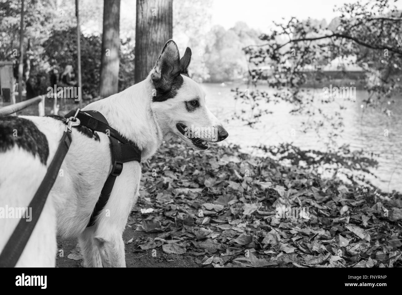 Hund in der Nähe des Flusses Po (Turin, Italien). Stockfoto
