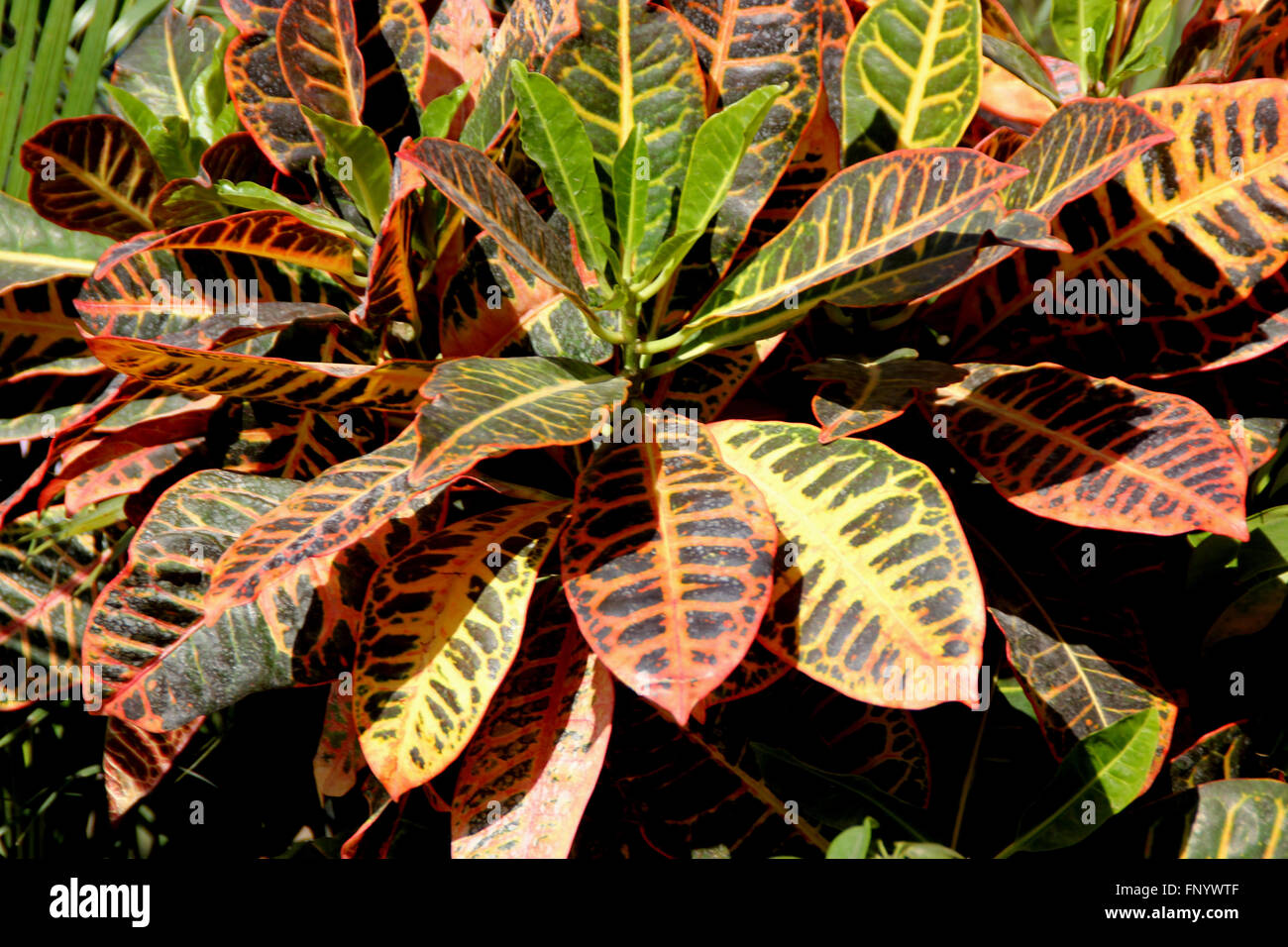 Codiaeum Variegatum var. Pictum, verlässt immergrüner Zierstrauch mit dicken grünen mit violetten und gelben Adern und patches Stockfoto