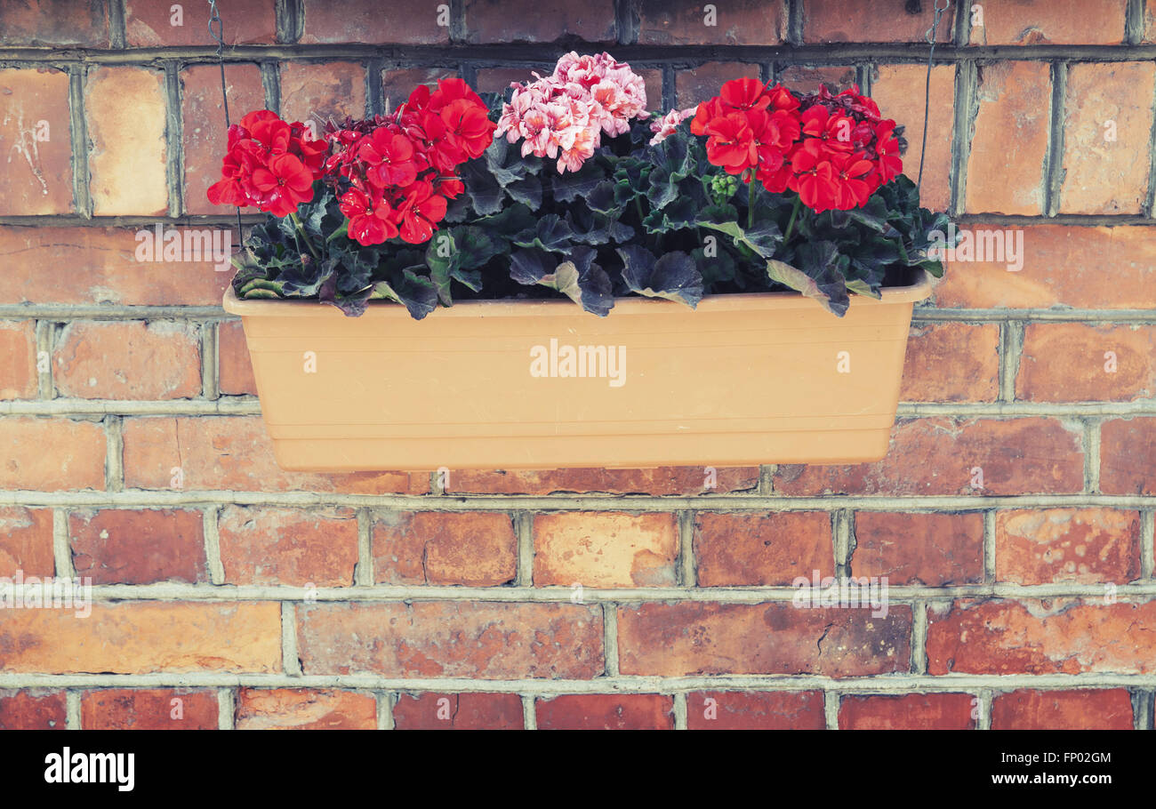 Dekorative Blumen im freien Feld an roten Backsteinmauer hängen. Vintage Tonwertkorrektur Filterwirkung, alten Stil Foto Stockfoto