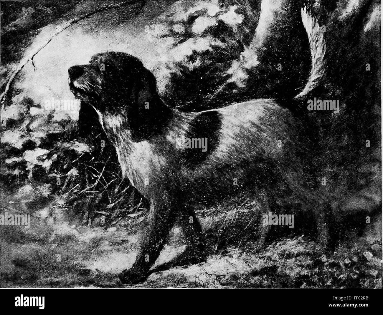 Das Hundebuch. Eine beliebte Geschichte des Hundes, mit praktischen Informationen, Pflege und Verwaltung von Haus, Zwinger und Ausstellung Hunde; und Beschreibungen aller wichtigen Rassen (1906) Stockfoto