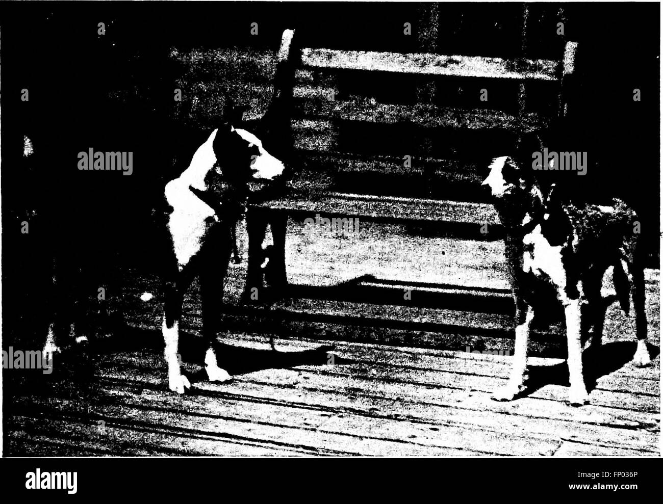 Hundebuch - eine beliebte Geschichte des Hundes, mit praktischen Informationen, Pflege und Verwaltung von Haus, Zwinger und Ausstellung Hunde und Beschreibungen aller wichtigen Rassen (1909) Stockfoto