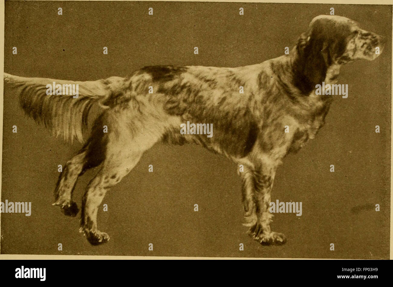 Dieses 1906 erschienene Buch bietet eine umfassende Geschichte des Hundes mit praktischen Ratschlägen zur Pflege, Betreuung und Zucht von Hunden, einschließlich detaillierter Beschreibungen wichtiger Rassen und ihrer Eigenschaften. Stockfoto