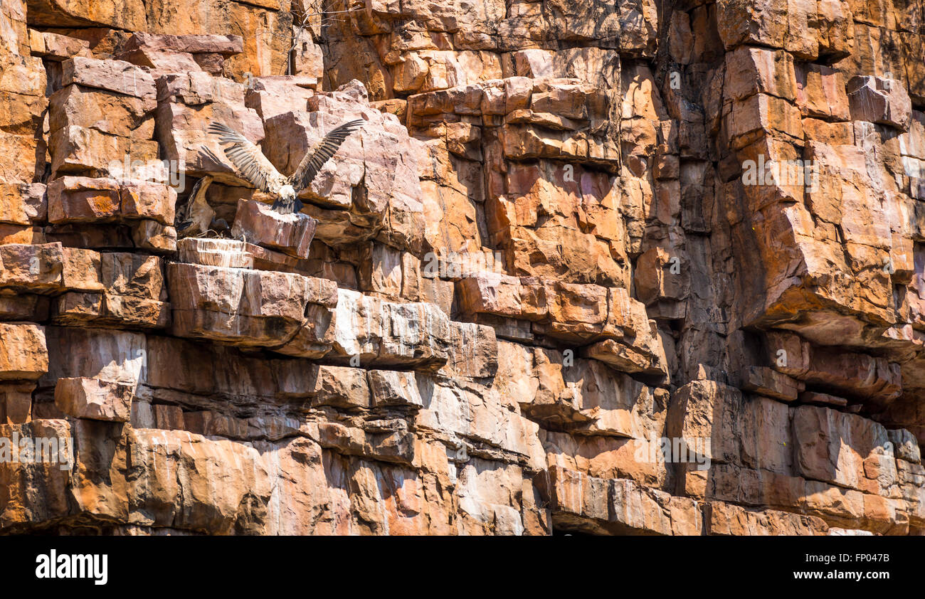 Geier Vogel landet auf seinem Nest auf einer Felswand in Geier Schlucht, Botswana, Afrika Stockfoto