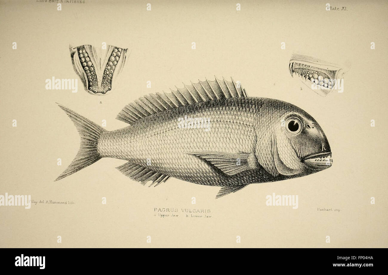 Die Fische von Großbritannien und Irland (Platte XI) Stockfoto