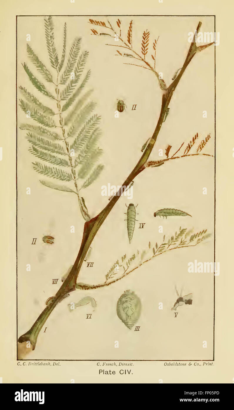 Plantae Selectae Quarum vorstellt n. Exemplaria Naturalia Londini, in Hortis Curiosorum Nutritamanu Artificiosa Doctaque Pinxit G Stockfoto